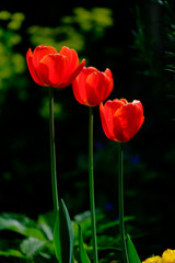 three tulips