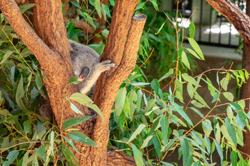 Koala Sleeping on Gum Tree