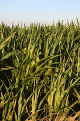 Auf der Ottensteinerhochobene