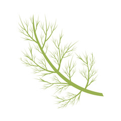 Vector dill illustration isolated in cartoon style. Herbs and Species Series