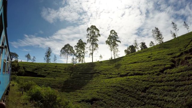 During the magic Ella - Colombo train trip in Sri Lanka you'll see a huge quantities of square kilometers of famous Ceylon tea plantations.