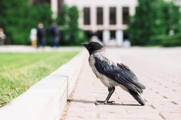 Black crow walks on border near gray sidewalk on background of city building in bokeh with copy space. Raven on pavement near green grass. Wild bird on asphalt close up. Predatory animal of city.