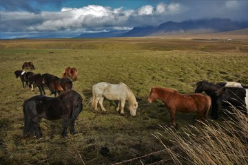 Icelandic Horses in Hvitserkur 