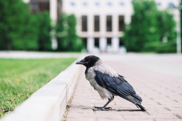 Black crow walks on border near gray sidewalk on background of city building in bokeh with copy space. Raven on pavement near green grass. Wild bird on asphalt close up. Predatory animal of city.