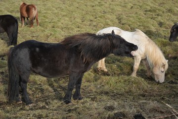 Obraz na płótnie Canvas Icelandic Horses in Hvitserkur 