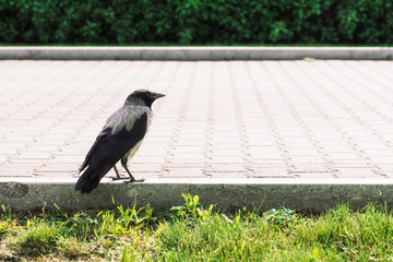 Black crow walks on border near gray sidewalk on background of green grass with copy space. Raven on pavement. Wild bird on asphalt. Predatory animal of city fauna. Plumage of bird is close up.
