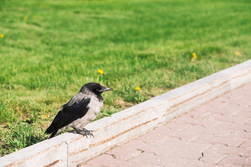 Black crow walks on border near gray sidewalk on background of green grass with copy space. Raven on pavement. Wild bird on asphalt. Predatory animal of city fauna. Plumage of bird is close up.
