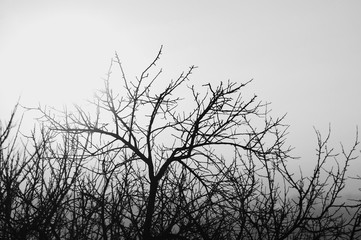 Minimalist landscape in grayscale with deciduous tree without foliage with elegant thin black branches on clear smooth sky close up. Beautiful tree in winter time with copy space in monochrome.