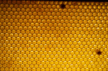 Honey comb. fragment of honeycomb, Abstract background.