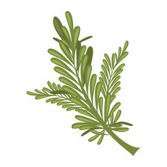 Vector rosemary illustration isolated in cartoon style. Herbs and Species Series