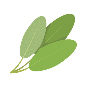 Vector sage illustration isolated in cartoon style. Herbs and Species Series