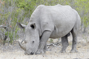 Naklejka premium White rhinoceros (Ceratotherium simun), eating, Kruger National Park, South Africa