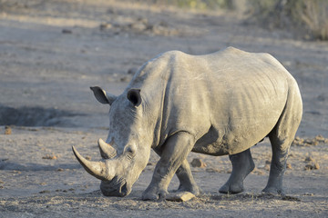 Fototapeta premium White rhinoceros (Ceratotherium simun), standing at whaterhole at sunset, Kruger National Park, South Africa