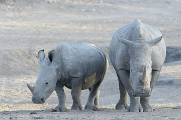 Obraz premium White rhinoceros (Ceratotherium simun) mother with calf standing at whaterhole at sunset, Kruger National Park, South Africa