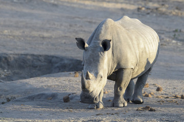 Obraz premium White rhinoceros (Ceratotherium simun), standing at whaterhole at sunset, Kruger National Park, South Africa