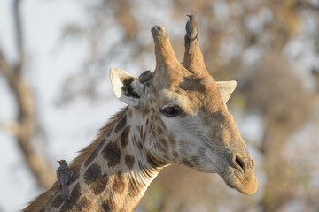 Giraffe (Giraffa camelopardalis) with a Red-billed Oxpecker (Buphagus erythrorhynchus) on its head, Kruger National Park, South Africa