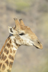 Naklejka na ściany i meble Giraffe (Giraffa camelopardalis) portrait, close up, Kruger National Park, South Africa