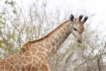 Young Giraffe (Giraffa camelopardalis) feeding, Kruger National Park, South Africa