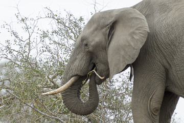 African Elephant (Loxodonta africana) eating from acacia, Kruger national park, South Africa.