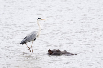 Grey heron (Ardea cinerea) hunting from hippopotamus or hippo (Hippopotamus amphibius), Kruger National Park, South Africa, Africa