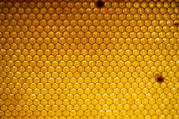 Honey comb. fragment of honeycomb, Abstract background.