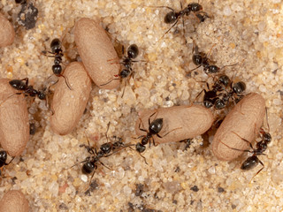 Ants and formic eggs in nature