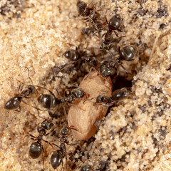 Ants and formic eggs in nature