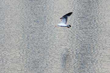 Seagull in flight against the background of the pond