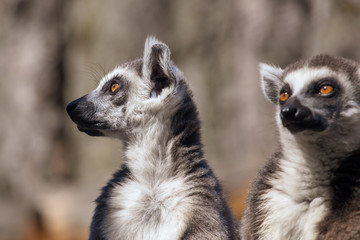 Fototapeta premium Portrait of a lemur at the zoo