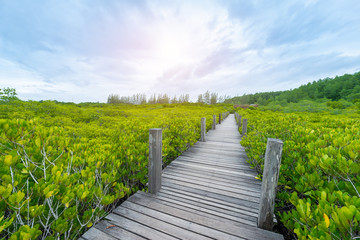 Fototapeta premium Mangroves inTung Prong Thong or Golden Mangrove Field at Estuary Pra Sae, Rayong, Thailand