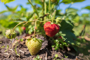 Red ripe strawberry in the garden
