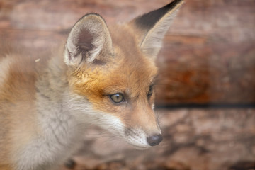 Fox on the fence in the zoo