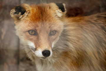 Fototapeta premium Fox on the fence in the zoo