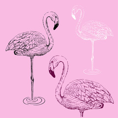 Flamingo sketch vector illustration.