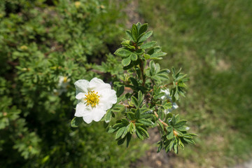 Single white five petaled flower of shrubby cinquefoil