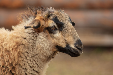 Portrait of a ram in a pasture