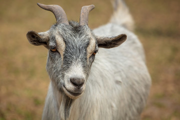 Portrait of a ram in a pasture