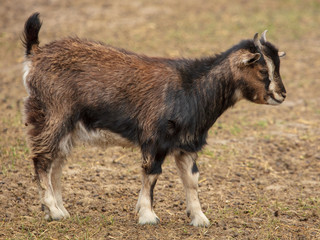 Portrait of a ram in a pasture