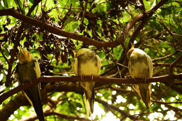 Yellow cockatoos having a midday nap