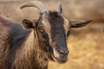 Portrait of a ram in a pasture