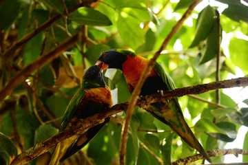 Kissing lorikeets