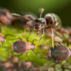 Ants and aphids on the plant