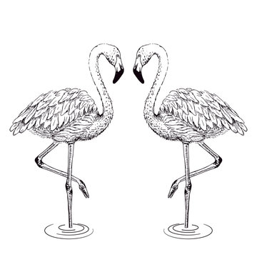 Flamingo sketch vector illustration.