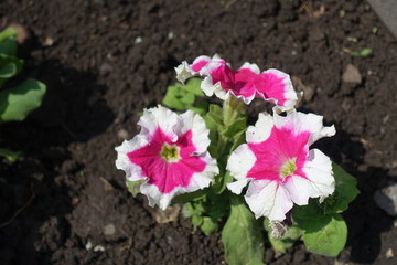 Pink flowers of petunia with white edge of petals