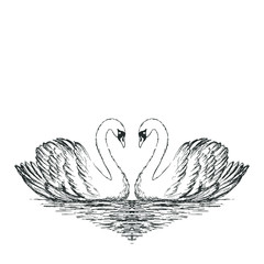 Two swans sketch. Hand drawn vector illustration.