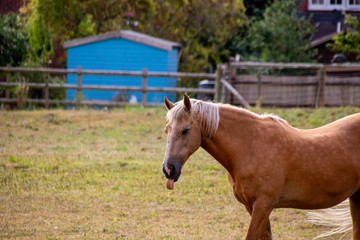 Horse Sticking out Tongue