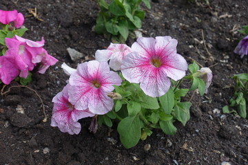 Tender pink and white flowers of petunia