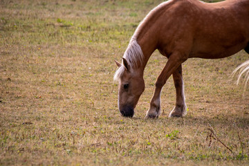 Fototapeta premium Horse Grazing