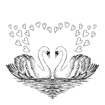 Two swans sketch. Hand drawn vector illustration.