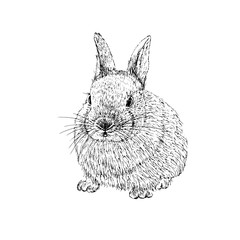 Rabbit sketch. Hand drawn vector illustration.